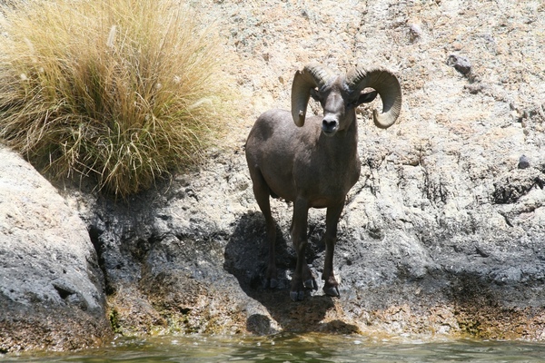 Arizona Game And Fish To Offer Another Bighorn Sheep Viewing Tour On ...